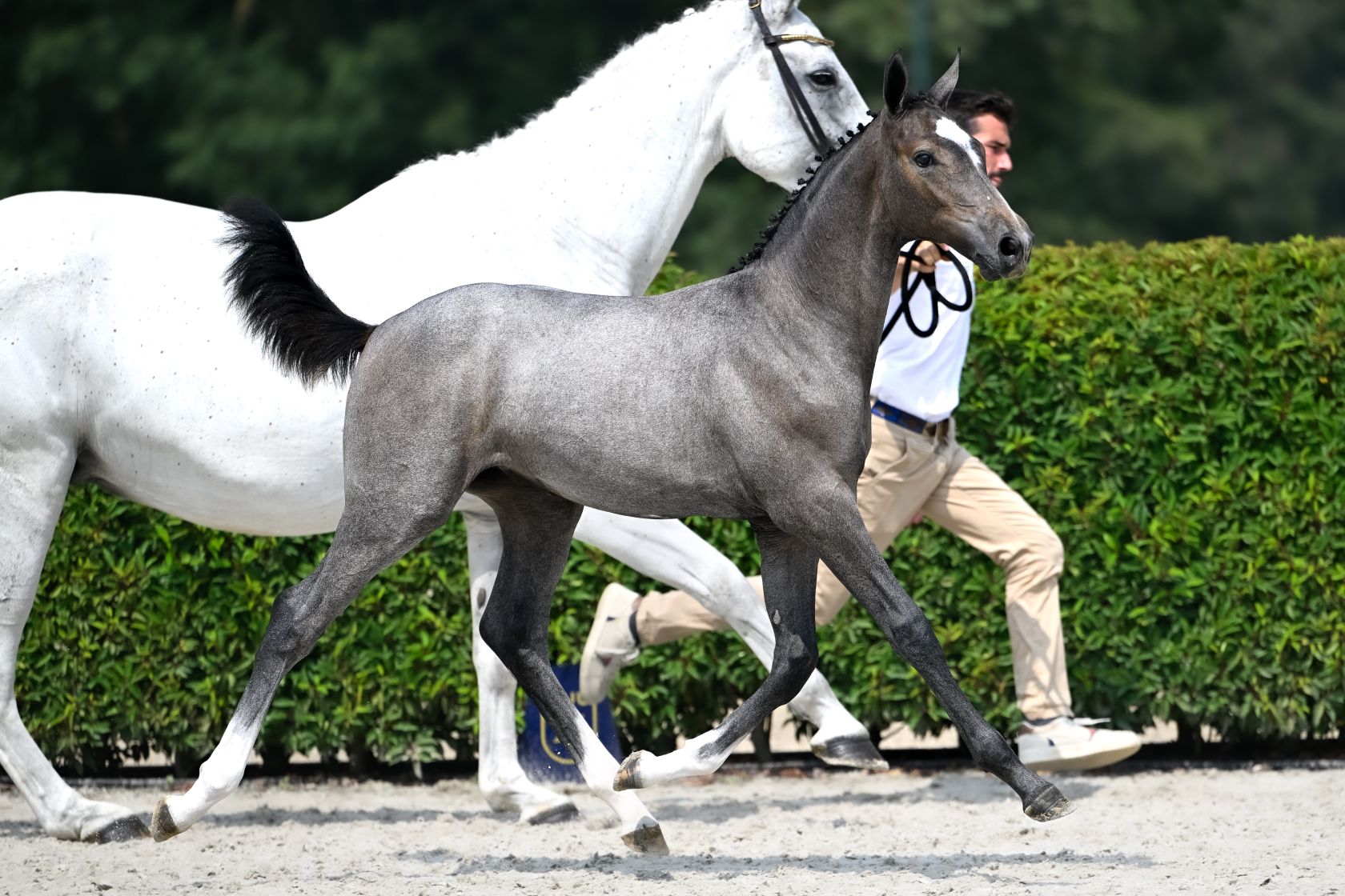 CALL ON ME D'GRANDIN Z - Exclusive CATOKI filly out of one